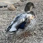 ذكور بط قزمي بط صيني بط طيار