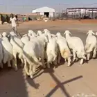 حري فاخر جبر فل الفل شحم العدد 25