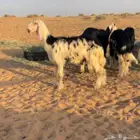 للبيععع رخال خصمم
