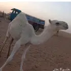 قعود رماني