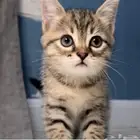 قطط صغيرة للتبني