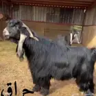 تيس عارضي خصم