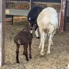 هجين ولد ودفيع مع الفحل