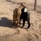 معز