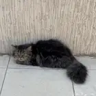 قطط تبني
