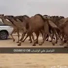 إبل