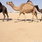 للبيع حمرا كفو جدا عشرا ضروبه