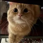 قطي مفقود