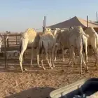 حشو