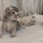كيتن سكوتش