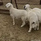 ذبايح