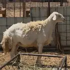 خروف فحل حري للبيع سنه تام