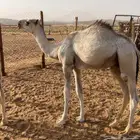 قعود للبيع