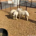 طليان