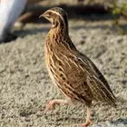 للبيع سمان الجوز على 20 ريال