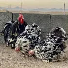 دجاج كوشن القزم فاخر(((تم البيع )))