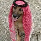 كلب حارس للغنم وجيد ورجال