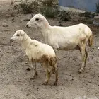 نعجة و بنتها