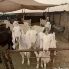 معزا مشاريك
