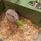 هامستر سوري مع عيالها