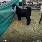تعيس عارضي معرف
