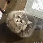 قطط للبيع