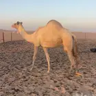سودانيه متلي هملول بن بطي ابو عرقوب جاي من الامارت