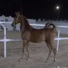مهر واهو مصري بيور