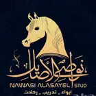 مربط نواصي الاصايل وتدريب الخيل