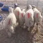 نعيمي ضحايا فاخر