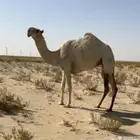 لقيه تجذع وضحاء عليانيه منوة القناي