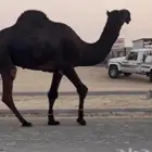 فحل ثني