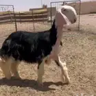 رخل نجديه صنف خصم ( تم البيع )