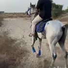 حصان شعبي العمر 4 ونص