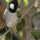 بلابل تربيه قفص هاديه مغرده
