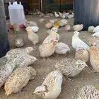 سمان للبيع