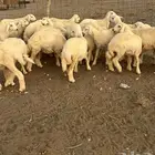 للبيع رخال طيبه ماشاءالله