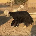 شاتين حيل وسمان واحده توها باديه تسدس واحد ه توها رباع