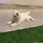 قطة للبيع