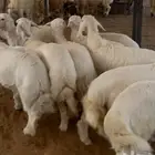 بهم حري
