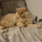 قطة