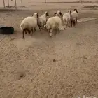 غنم نعيم 6