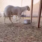 مشروع فحل صنف مطور