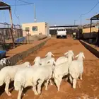 العدد 8 كلش خروف العمر 5 شهور