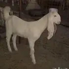 معزاء هولانديه