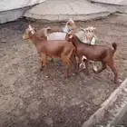 شعف شهران تمنيه