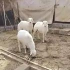 شعف شهران تمنيه