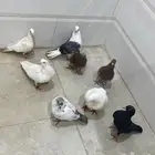حمام جوز