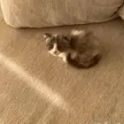 قطه