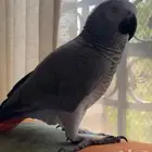 ببغاء كاسكو مفقود في حي السلامة جدة